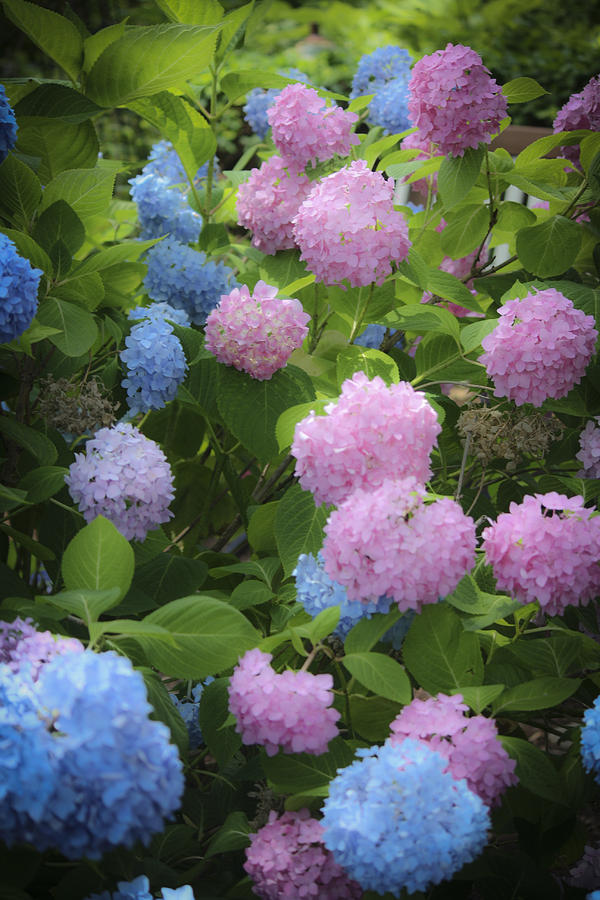 Dreamy Pink And Blue Hydrangeas Photograph