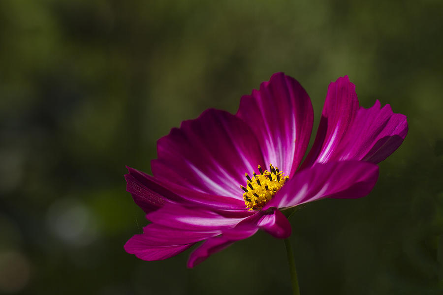 Dreamy Pink Cosmos Photograph by Clare Bambers