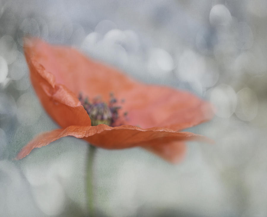 Dreamy poppie Photograph by Carolyn DAlessandro