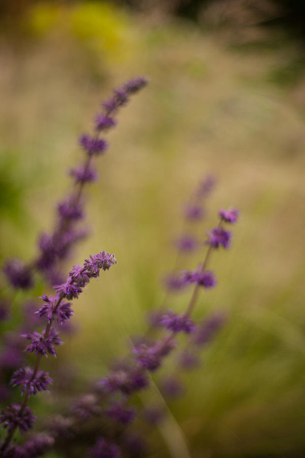 Dreamy Purple Photograph