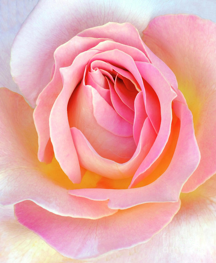 Dreamy Rose Photograph by Dave Mills
