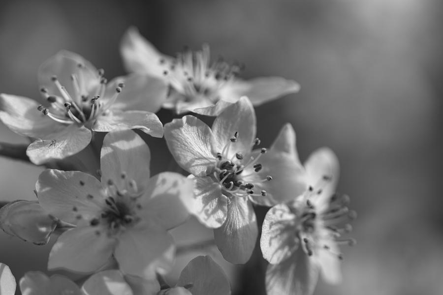 Dreamy Spring Blossoms in Black and White Photograph by Kathy Clark