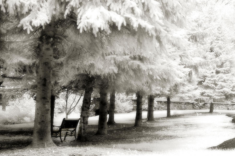 Dreamy Surreal Infrared Park Bench Landscape Photograph by Kathy Fornal