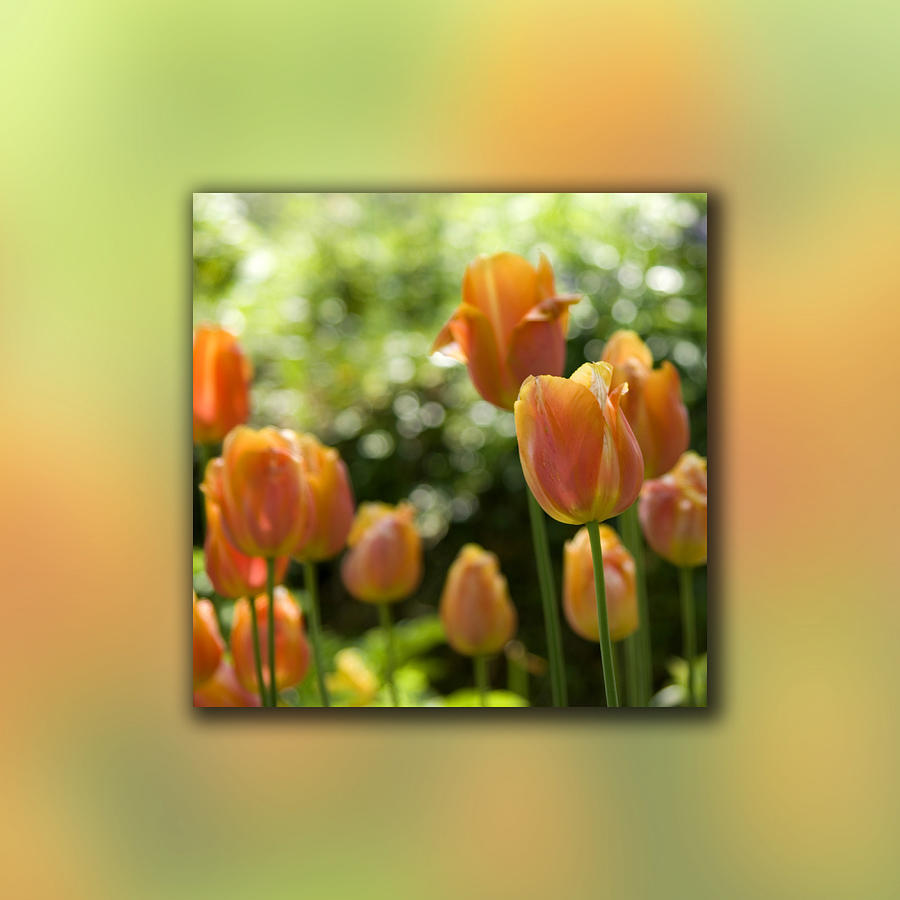 Dreamy Tulip Flowers Photograph