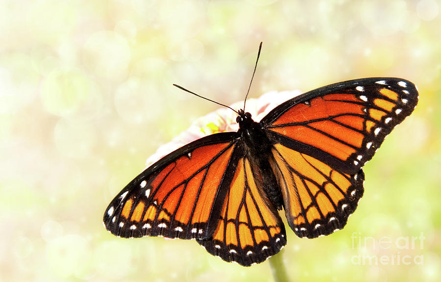 Dreamy Viceroy butterfly Photograph by Sari ONeal