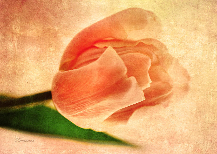 Dreamy Vintage Tulip Mixed Media by Georgiana Romanovna