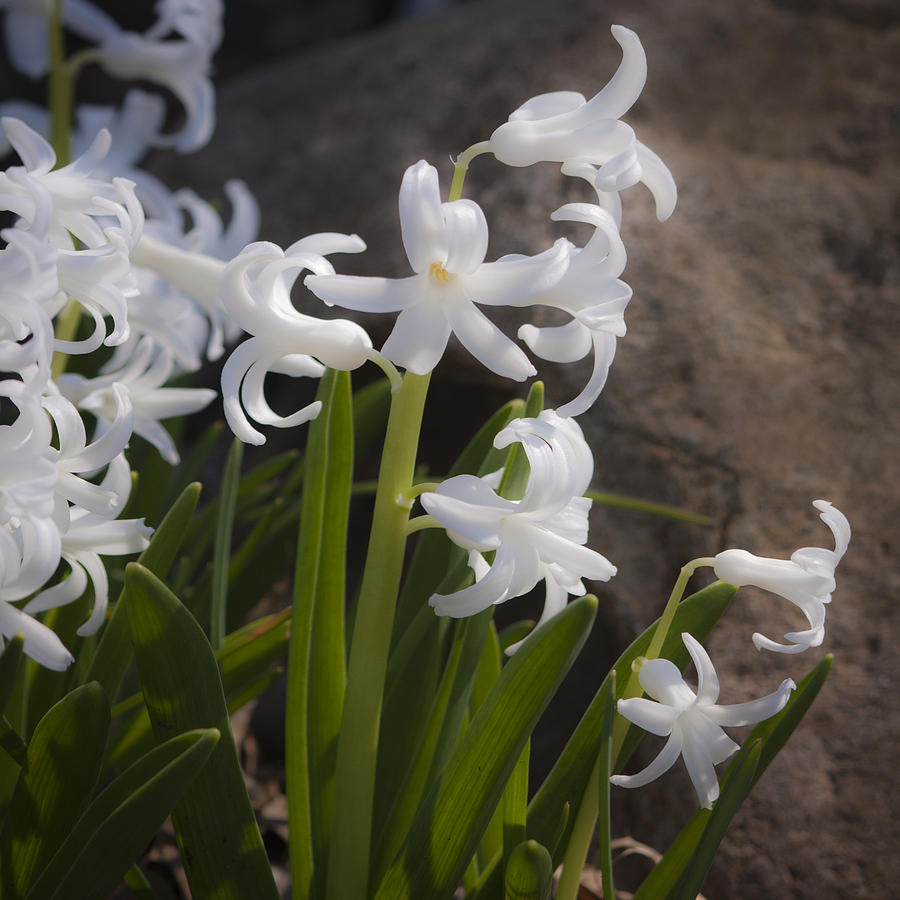 Dreamy White Hyacinth Squared Photograph