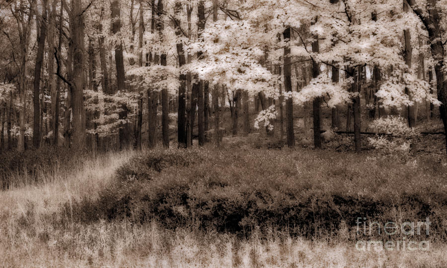 Tree Photograph - Dreamy Woods by Susan Candelario