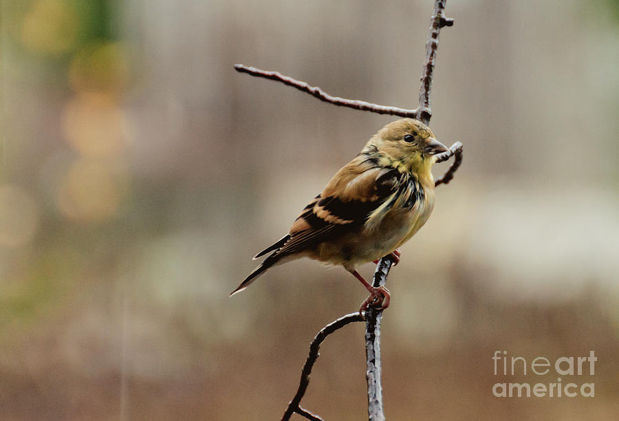 Drenched Finch Photograph by Cheryl Baxter