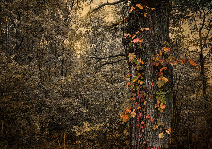 Fall Photograph - Dressed for Fall by Robin-Lee Vieira