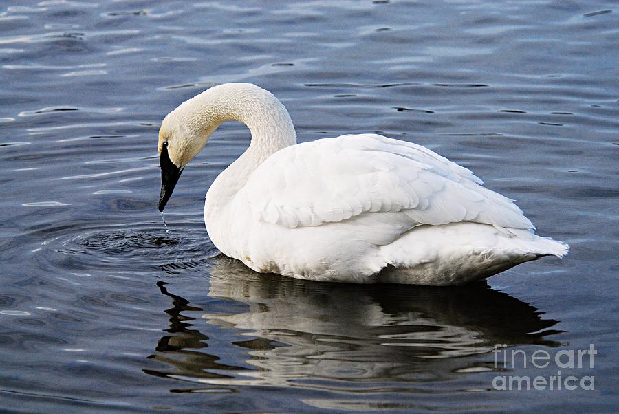 Dribbling Swan Photograph by Larry Ricker