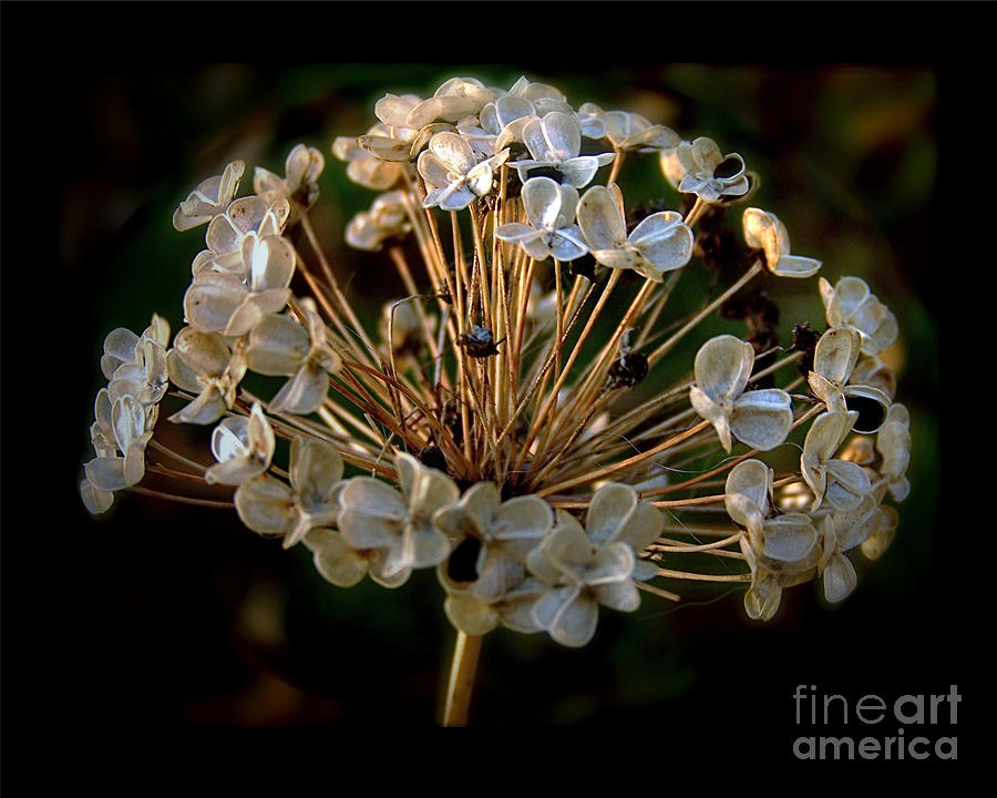 Dried Allium Photograph by Sue Stefanowicz