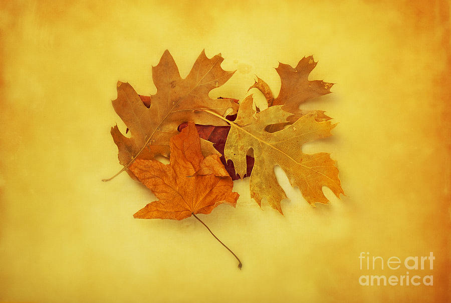 Dried Autumn Leaves Photograph by Susan Gary