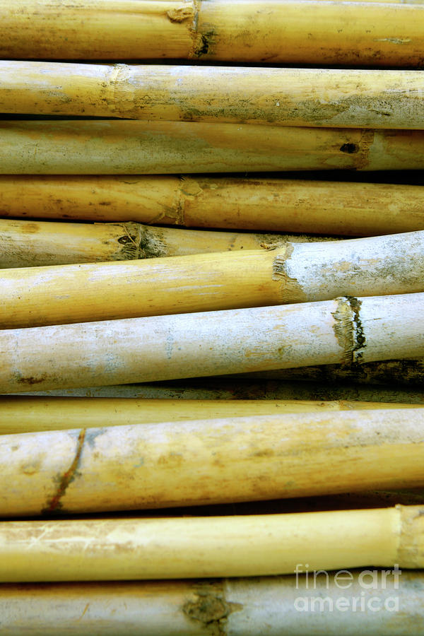 Dried Canes Photograph by Carlos Caetano - Fine Art America