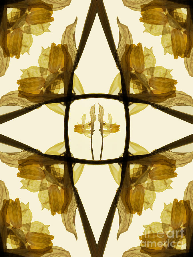 Abstract Photograph - Dried Daffodil Composition by Janeen Wassink Searles