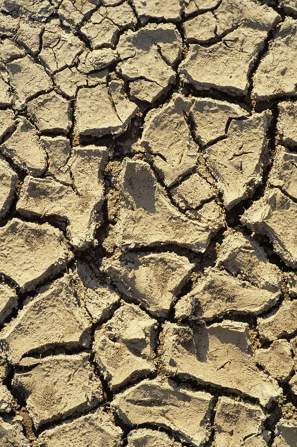 Dried Mud Photograph by David Aubrey - Fine Art America