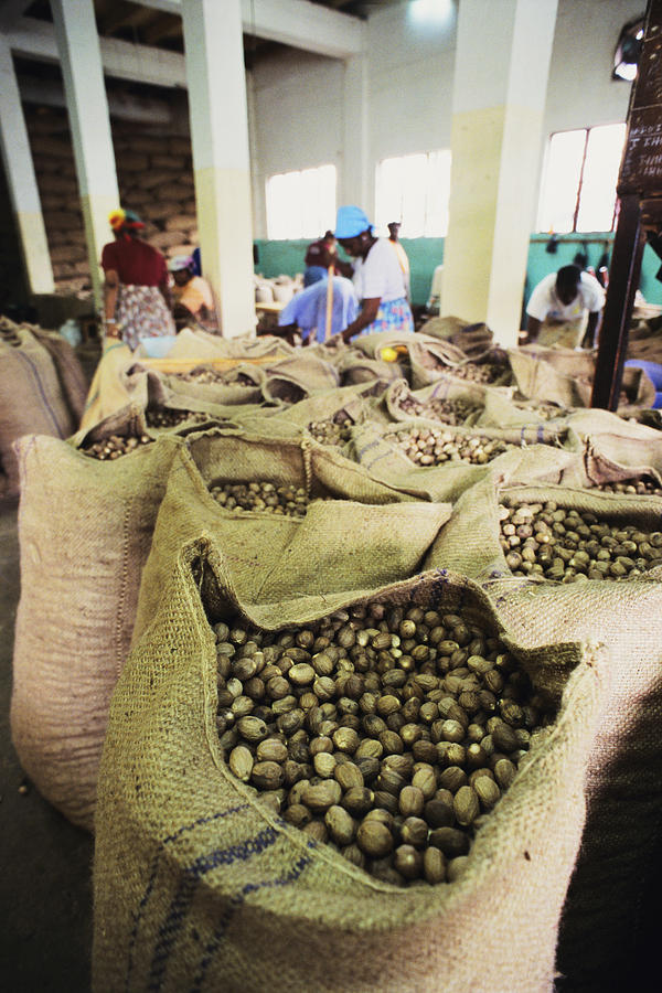 Dried Nutmeg Photograph By David Nunuk