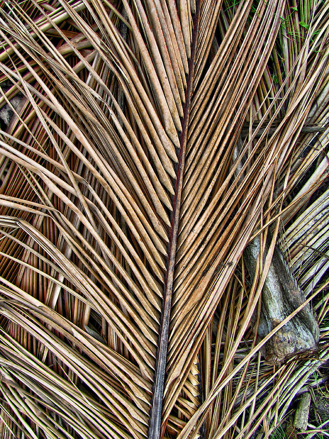 Dried Palm Fronds Photograph by Mark Sellers