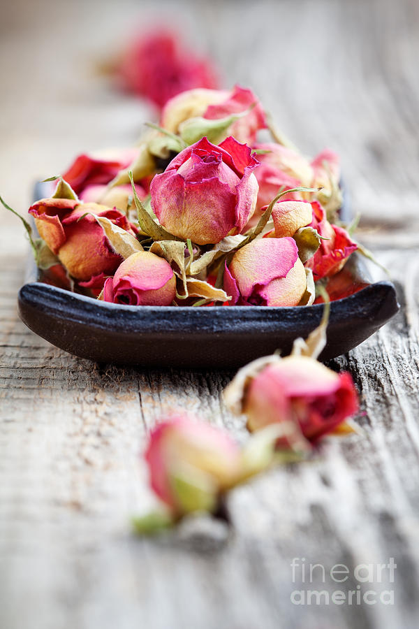 Dried rose buds Photograph by Kati Finell - Fine Art America