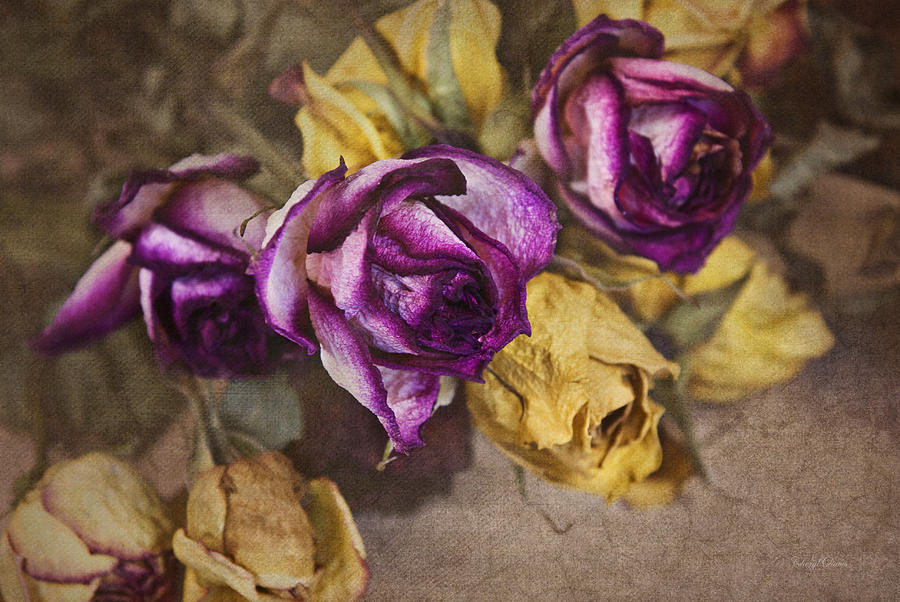 Dried Roses Photograph by Cheryl Davis - Fine Art America