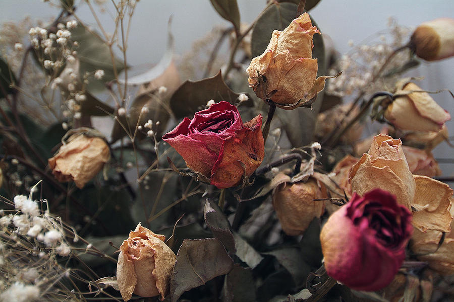 Dried Roses Photograph by Dragan Kudjerski