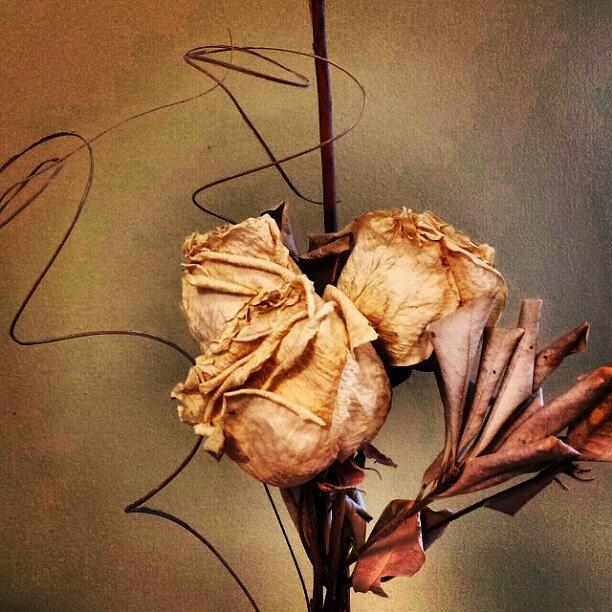 Flower Photograph - Dried Roses. (from My Wedding Bouquet) by Jess Gowan