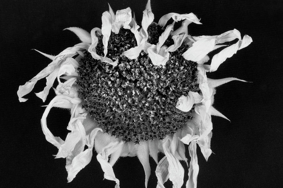 Dried Sunflower Black and White  Photograph by James BO Insogna