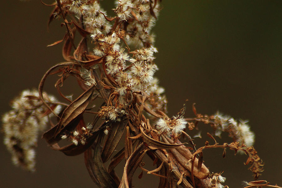Dried Weed Photograph by Scott Hovind