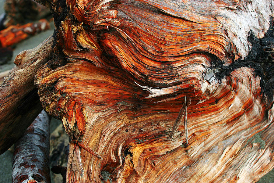 Drift Redwood Photograph by Anthony Jones