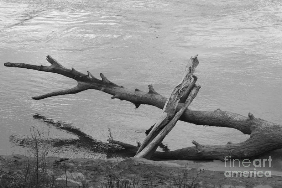 Drift Wood in black and white Photograph by Yumi Johnson
