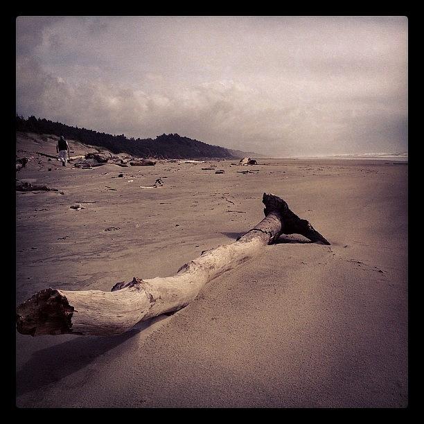 Beach Photograph - Drift wood by Oliver Smith
