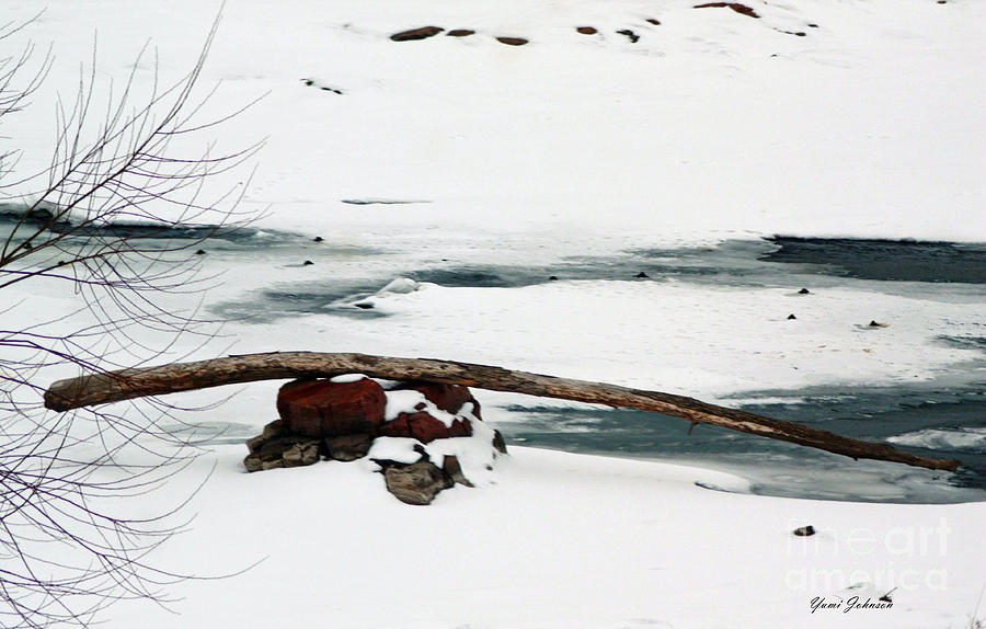 Drift Wood on the Snow Photograph by Yumi Johnson