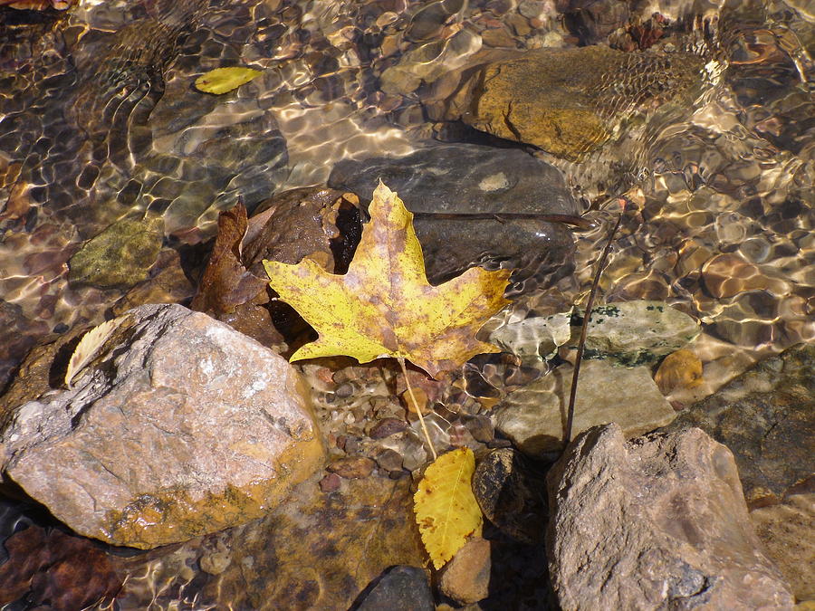 Fall Photograph - Drifting Maple by Jennifer Weaver