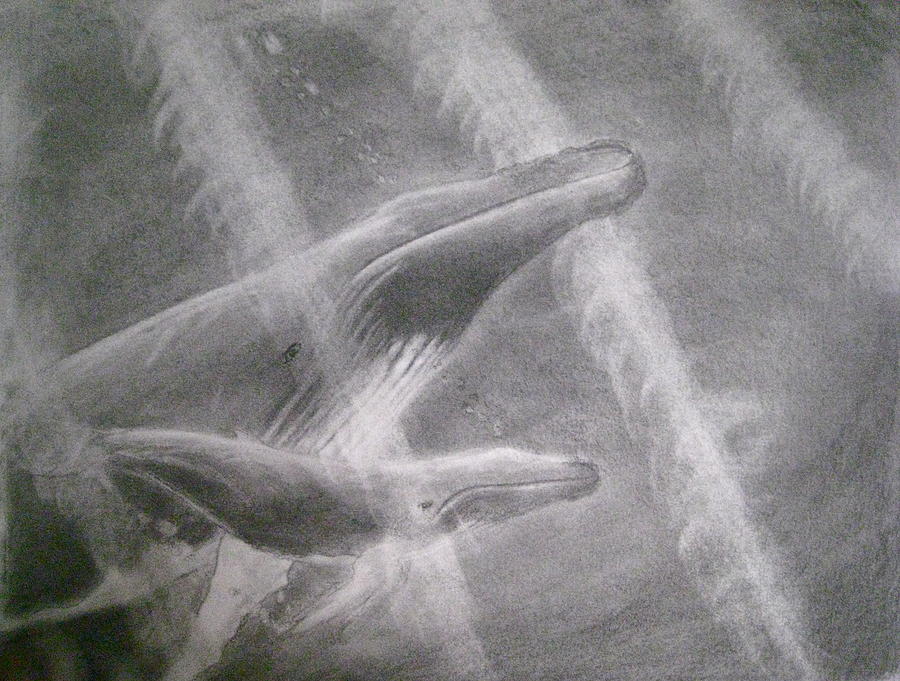 Whale Drawing - Drifting by Paul Barnych