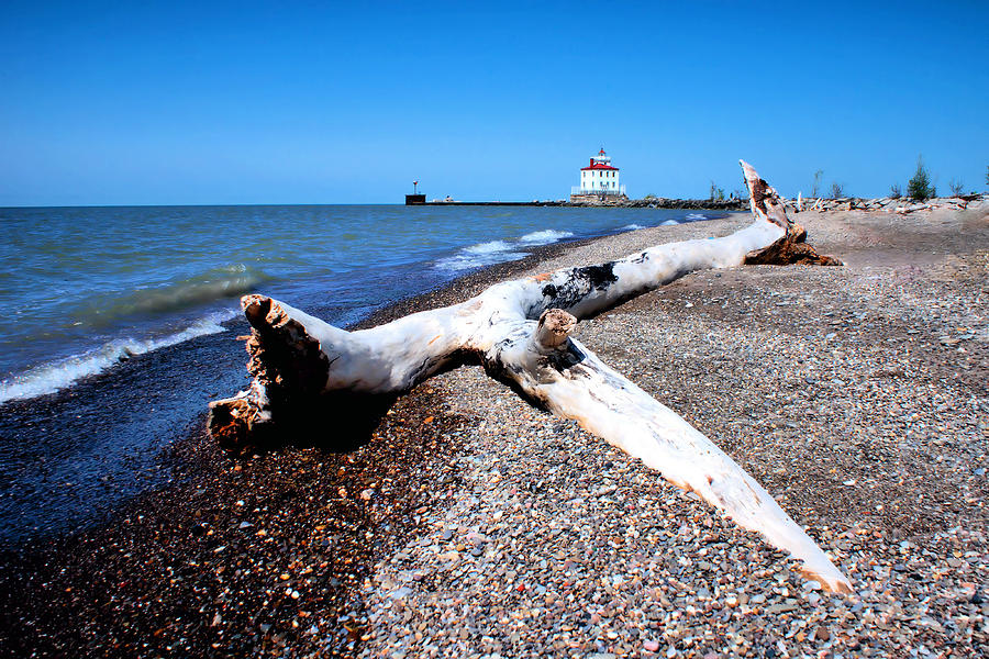 Driftwood at Erie Photograph by Michelle Joseph-Long