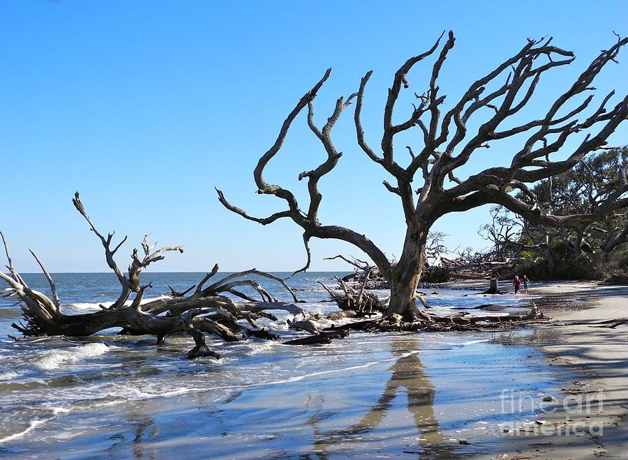 Driftwood Beach Jekyll Island Ga Photograph By Pauline Margarone