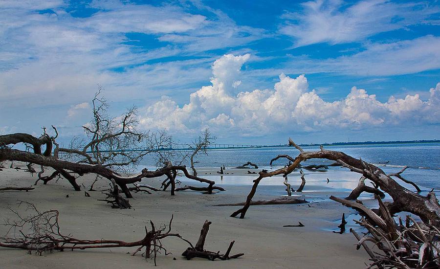 Tree Photograph - Driftwood Beach by Michael Ray