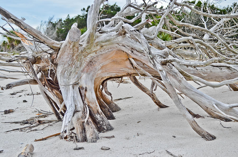 Driftwood Photograph by Brenda Thimlar - Pixels