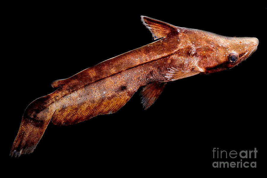 Driftwood Catfish Photograph by Dant Fenolio