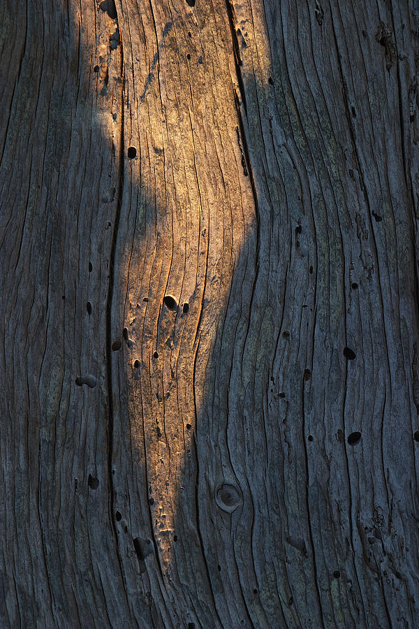 Driftwood Light Play Photograph by David Kleinsasser