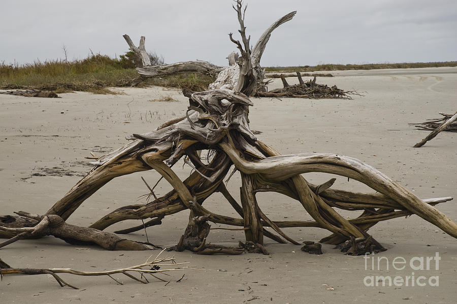 Driftwood Photograph - Driftwood on a Beach by Tim Mulina