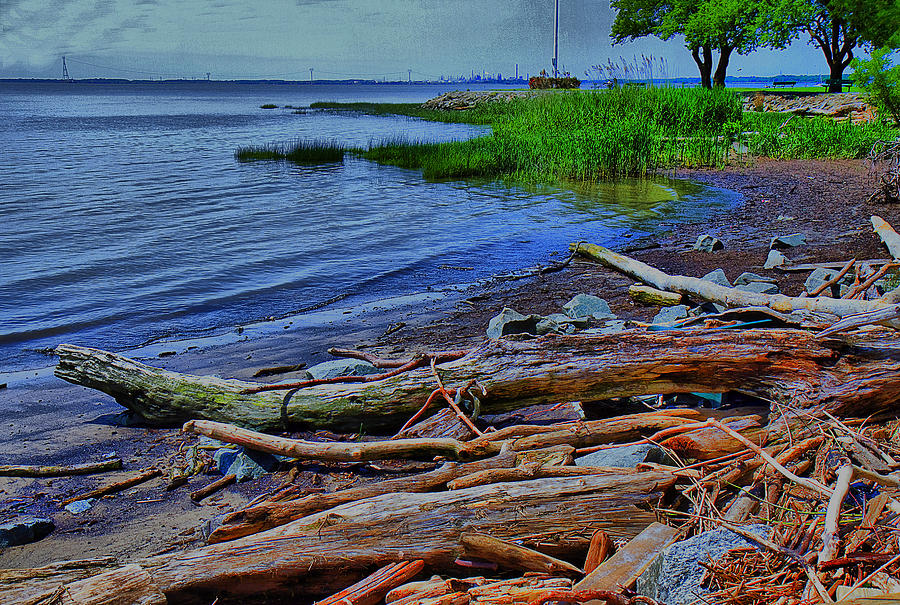 Driftwood on Shore Photograph by Trudy Wilkerson