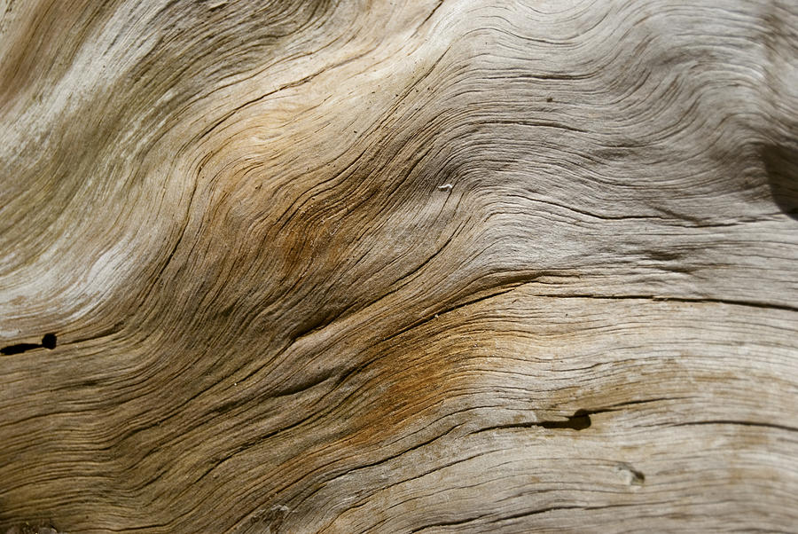 Maine Coastal Driftwood Photograph by Peggie Strachan
