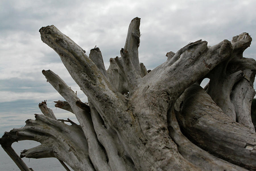 Driftwood Reaching San Juan Island Photograph by Lorraine Devon Wilke