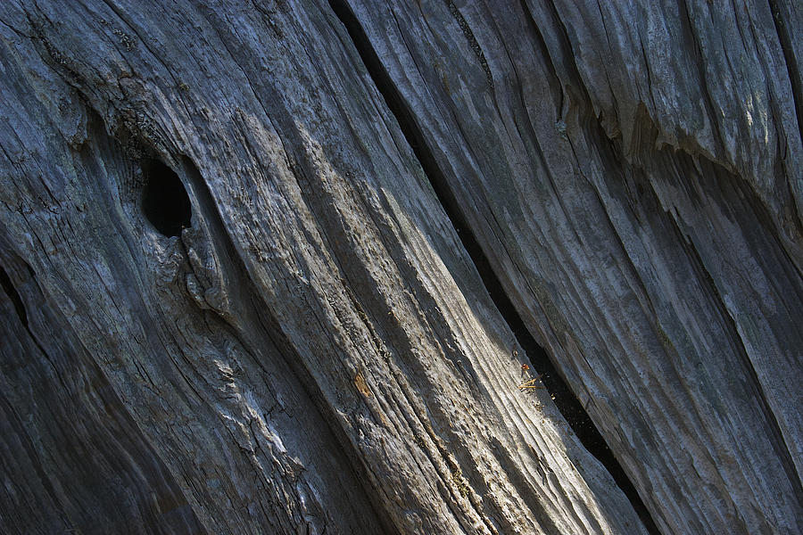 Driftwood Ridges 3 Photograph by David Kleinsasser