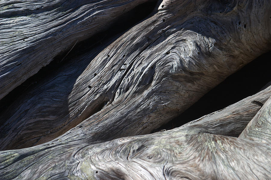 Driftwood Swirls 2 Photograph by David Kleinsasser