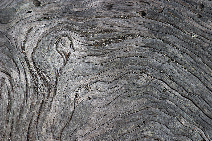 Driftwood Swirls 3 Photograph by David Kleinsasser
