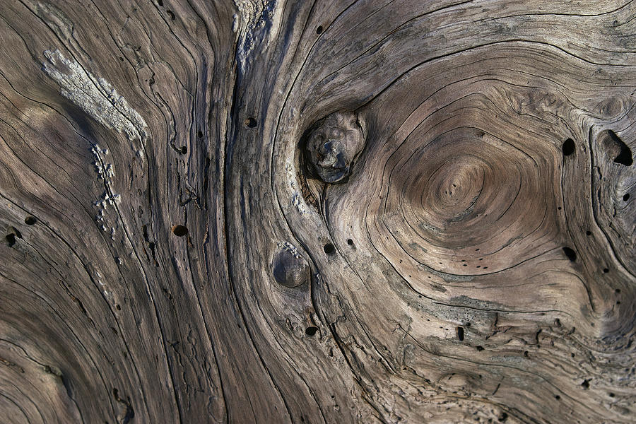 Driftwood Swirls 4 Photograph by David Kleinsasser