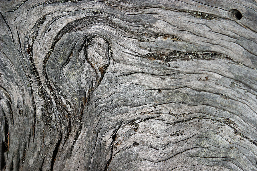 Driftwood Swirls 5 Photograph by David Kleinsasser