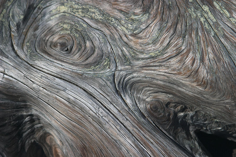 Driftwood Swirls Photograph by David Kleinsasser